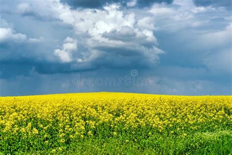 Spring Flower Field And Blue Sky Stock Image Image Of Agricultural