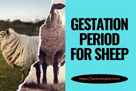 How Long Are Sheep Pregnant Gestation Period For Sheep Animalspick