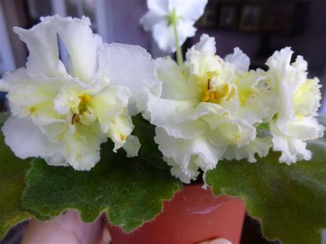 Mellow Yellow African Violets Variegated Violet