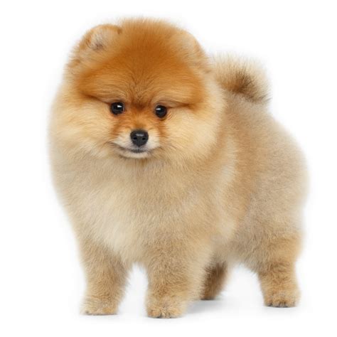 Maybe you would like to learn more about one of these? Pomeranian » - Puppy Buddy