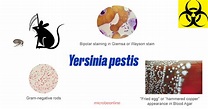 Yersinia pestis: Properties, Disease, Lab Diagnosis • Microbe Online