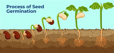 Seed Germination Process Factors Advantage
