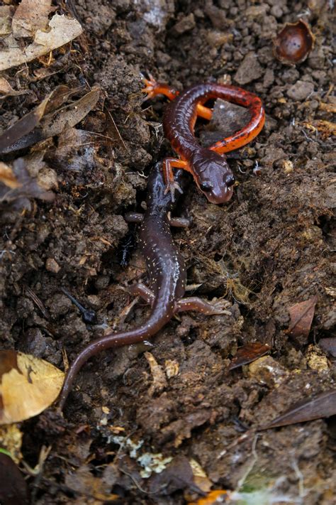 Steep Ravine Cam S Original Photos Ensatina And Arboreal Salamander