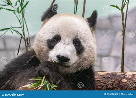 Giant Panda Ailuropoda Melanoleuca Head Portrait Eating Bamboo Stock