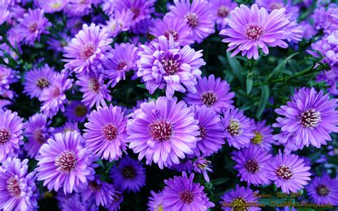 Download 88 Iphone Purple Floral Wallpaper Terbaik Postsid