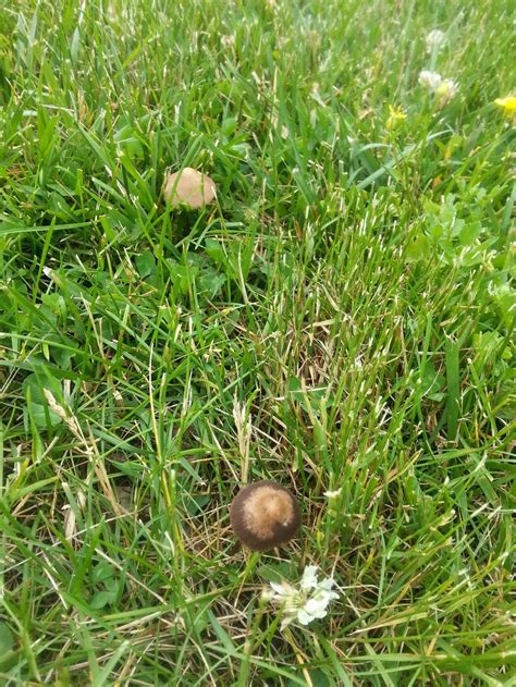 Id For Brown Mushrooms On Lawn In My Yard Mushroom Hunting And