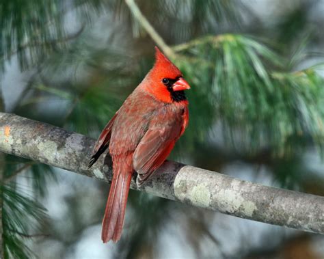 Northern Cardinal Cardinalis Cardinalis Photo Tom Murray Photos At