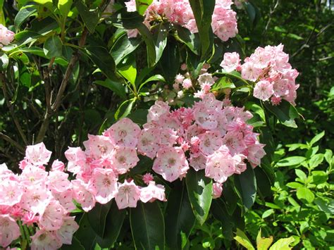 A north american native, this common tree can be found as ornamental specimens all around the area and is easily identified by its showy white or pink flowers! Using Georgia Native Plants: Evergreens