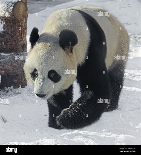 Giant Panda Ailuropoda Melanoleuca Also Known As Panda Bear Or