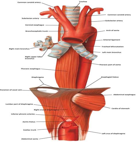 Neck Anatomy Trachea Esophagus Anatomy Structure