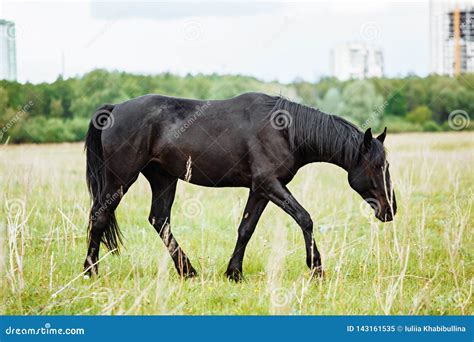 Beautiful Horse Is Eating Grass In The Field Stock Image Image Of