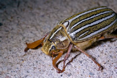 Fileten Lined June Beetle