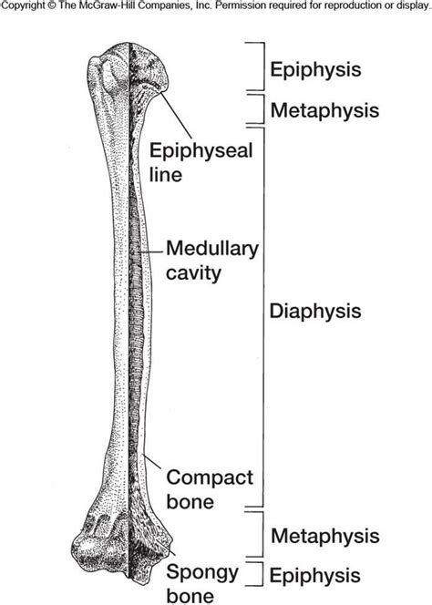 The femur (long bone) 14. Part 2 at University of North Carolina-Pembrok - StudyBlue