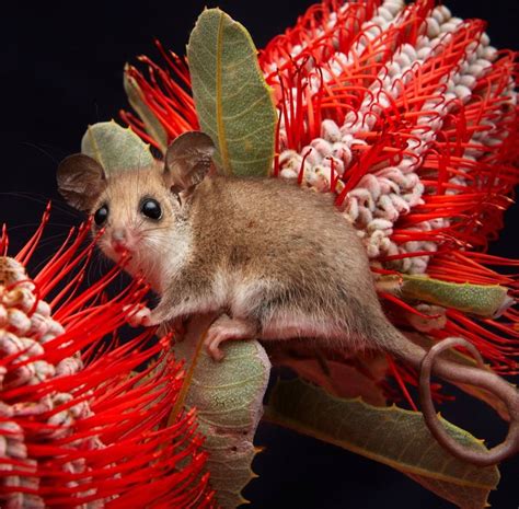 Australian Western Pygmy Possum On Banksia Flowers Cercartetus