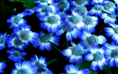 flower background wallpaper blue blue flower wallpapers top free blue flower backgrounds