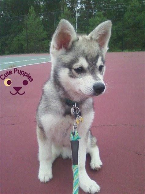 Cute Husky Puppies That You Will Love Cute Puppies Now