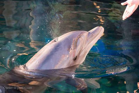 Dolphin Reef In Eilat Besucherführer Alles Was Du Wissen Musst