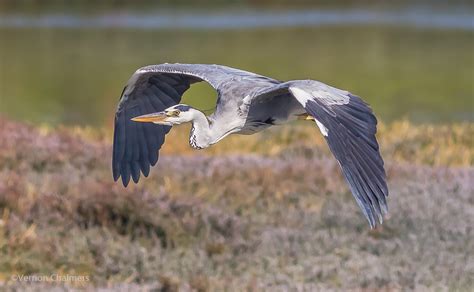 Vernon Chalmers Photography Grey Heron In Flight Photography Cape Town