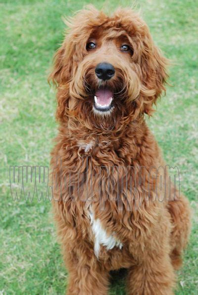 ♥d191 Irish Doodle Irish Setter And Poodle Someday I Will Get One