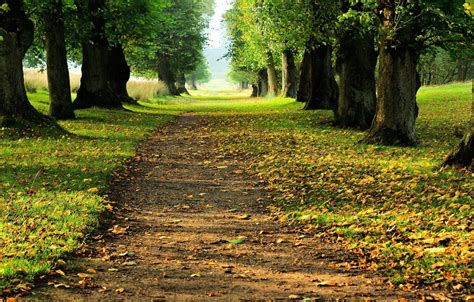Wallpaper Autumn Landscape Woodland Avenue Images For Desktop