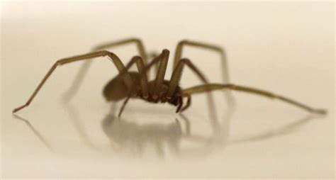 These Are The 10 Michigan Counties Where The Dangerous Brown Recluse