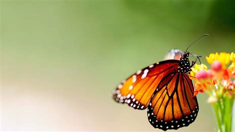 Animal Butterfly Hd Wallpapers Wallpaper Cave