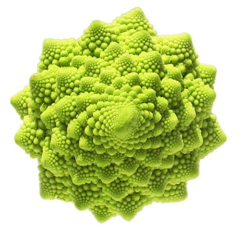 Fractal Broccoli Fractals In Nature Geometry In Nature Fibonacci In