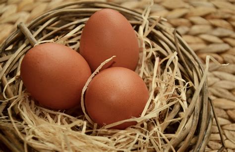 무료 이미지 식품 농업 닫기 계란 닫다 영양물 섭취 새 둥지 당연하지 닭고기 달걀 갈색 달걀 부활절 달걀