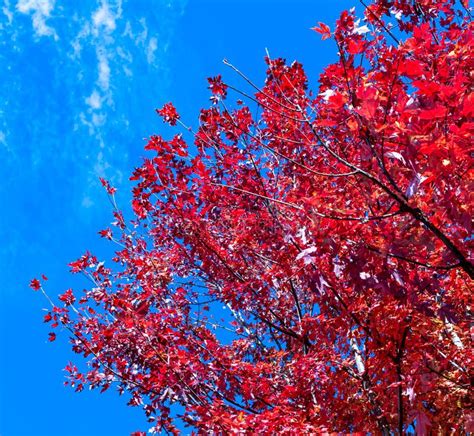 Red Oak Tree Leaves In Bright Sunshine Under A Bright Blue Sky Stock