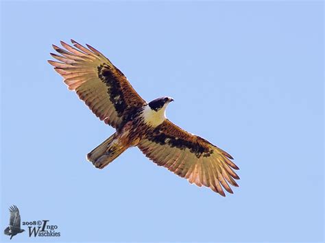 Adult Rufous Bellied Eagle Ssp Formosus Photo Ingo Waschkies