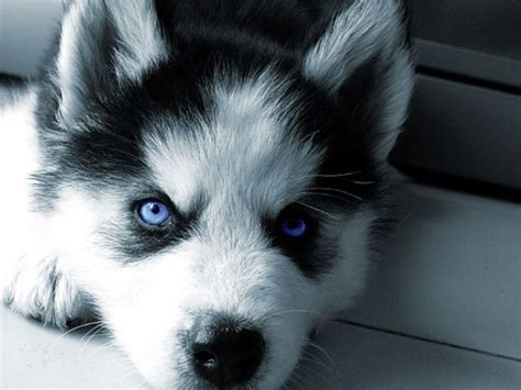 Husky Puppy Blue Eyed Husky Puppy Siberian Husky Puppies Husky Puppy