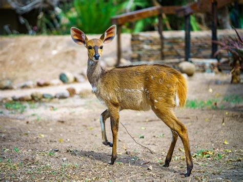 Little Antelope In Kruger National Park Mpumalanga South Africa 28
