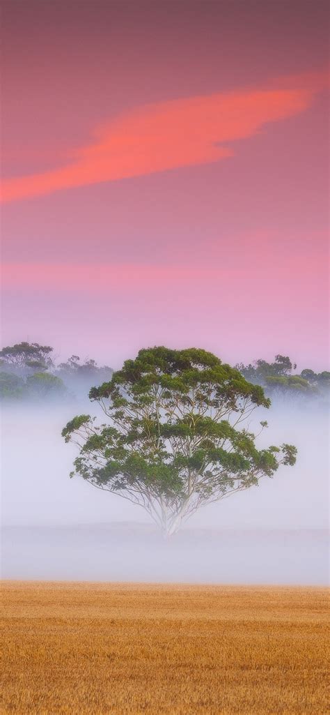 1242x2688 Fogy Field And A Tree Iphone Xs Max Wallpaper Hd Nature 4k