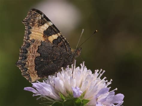 Small Tortoiseshell Butterfly Conservation