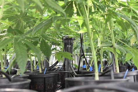 How much experience does the gardener have? Drip Irrigation vs. Hand-watering - Marijuana Venture