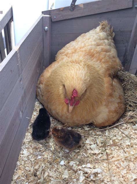 When My Buff Orpington Hen Hatched Bantam Babies BackYard Chickens Learn How To Raise