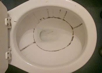 What You Should Know About Black Mold In Toilet Mold Cleans