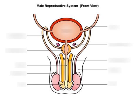 Male Reproductive System Diagram Diagram Quizlet