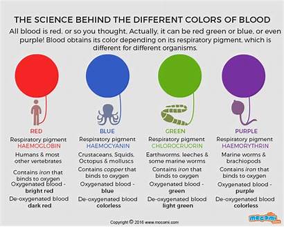 Blood Colors Colour Different Animals Respiratory Pigments