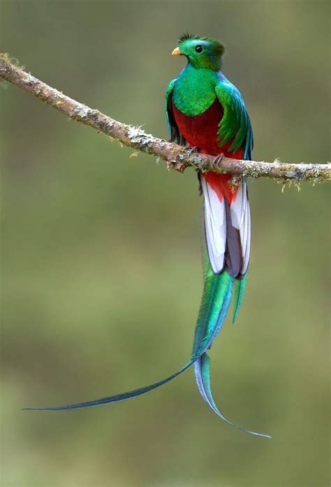 resplendent quetzal many people believe these are the most beautiful birds in the world they