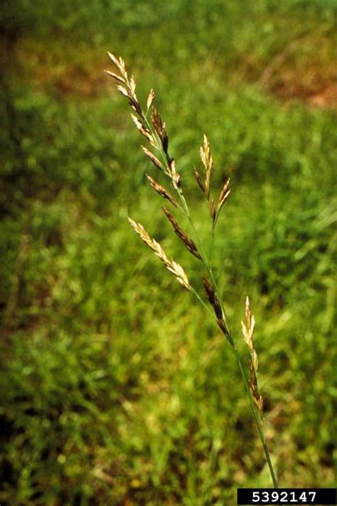 Tall Fescue Festuca Arundinacea Cyperales Poaceae 5392147