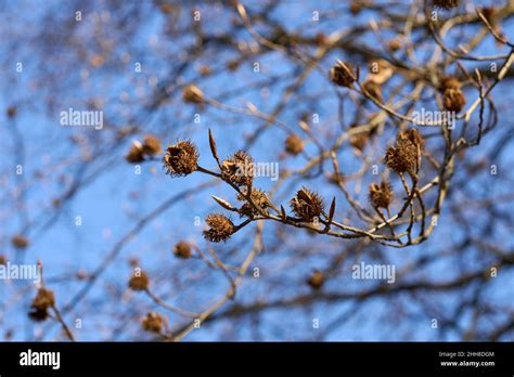 Fagus Sylvatica Tree In Winter Stock Photo Alamy