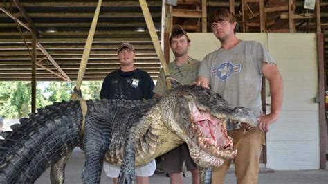 Huge Alligators Smash Mississippi Records Us News Sky News