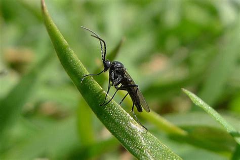Identify And Control Fungus Gnats