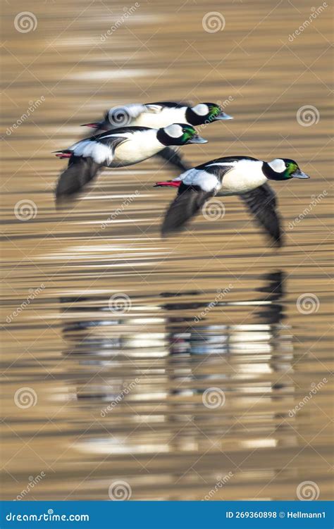 Bufflehead Ducks In Flight Stock Photo Image Of Freedom 269360898