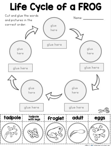 Frog Life Cycle Printable Whimsy Workshop Teaching