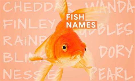 The 200 Best Fish Names Bechewy