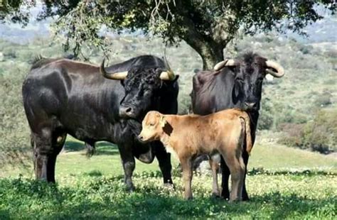 Toro Vaca Y Ternero Cow Photos Cow Calf Cattle Bull Calves Geek