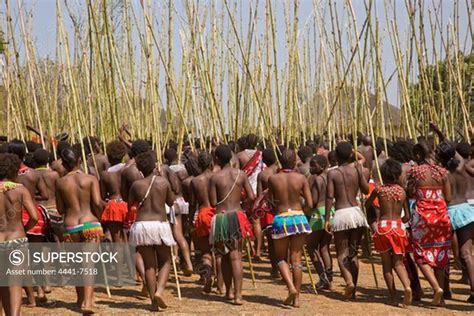 Zulu Girls In Traditional Dress Delivering Reeds To The King As Symbols Of Their Virginity At