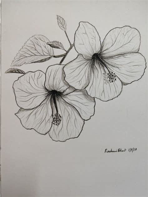 Hibiscus Flower Pencil Drawing